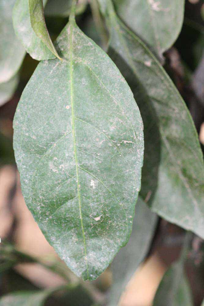              Unifoliolate leaf (Riverside, CA)       